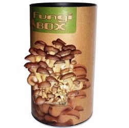 IDEE REGALO ORIGINALI FUNGI BOX