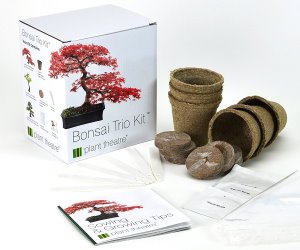 idee originali per il giardino kit coltivazione bonsai