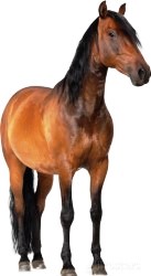 idee regalo originali sagoma cavallo