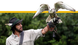 ESPERIENZE DA REGALARE ABRUZZO GIORNATA DA FALCONIERE