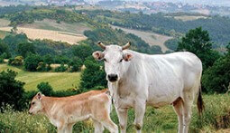 ESPERIENZE DA REGALARE VISITA ALLA FATTORIA