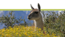 ESPERIENZE DA REGALARE IN TRENTINO ALTO ADIGE LAMA TREKKING 