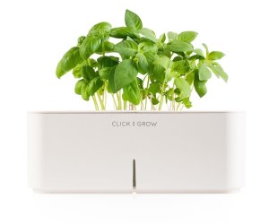 idee regalo originali per il giardino kit coltivazione basilico