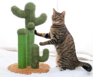 TIRAGRAFFI PER GATTI CACTUS