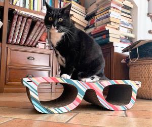 TIRAGRAFFI PER GATTI OCCHIALI
