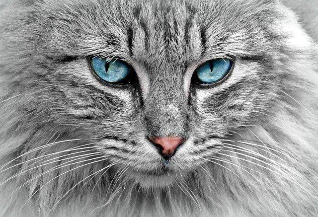 TIRAGRAFFI PER GATTI